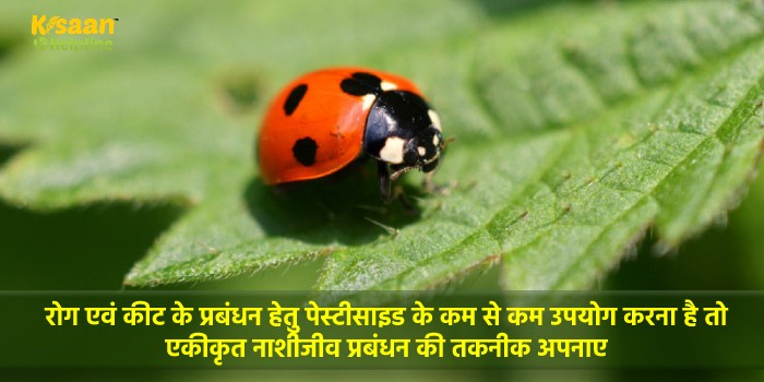 रोग एवं कीट के प्रबंधन हेतु पेस्टीसाइड के कम से कम उपयोग करना है तो  एकीकृत नाशीजीव प्रबंधन की तकनीक अपनाए